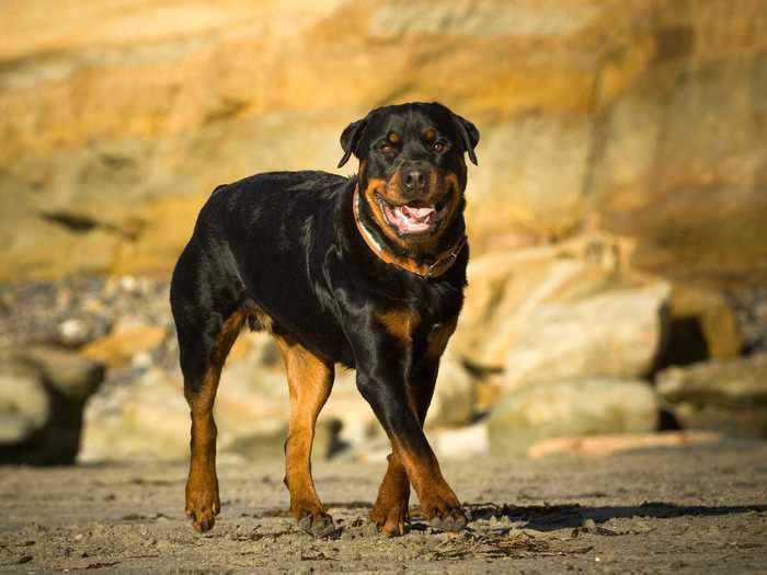 Rottweilers, the eighth most popular breed in the US, can fit in well with a variety of households.