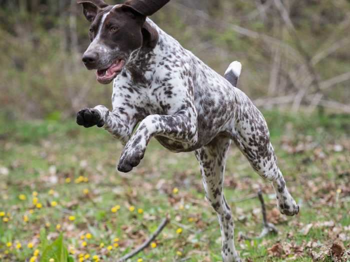 When it comes to the top 10, German shorthaired pointers are the most high-energy breed on AKC