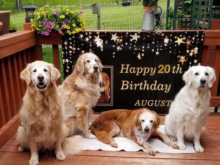 Hetterscheidt, who has three other goldens, said August eats a normal diet, and that he attributes her longevity to "good genes."