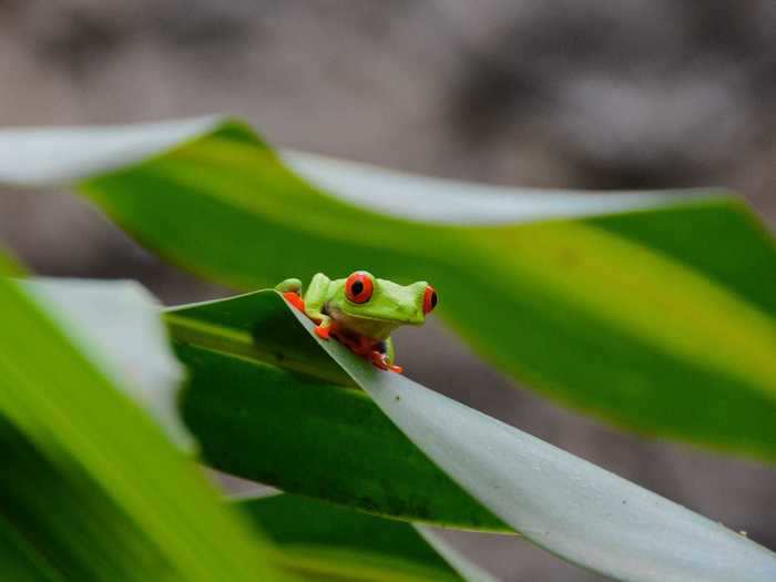 "Red-Eyed Tree Frog" by Bachir Badaoui