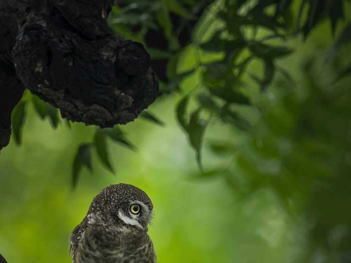 "Owlet" by Mitesh Patel