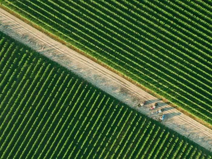 "Dirty road through the green orchards" by Aleksandr Dombrovsky