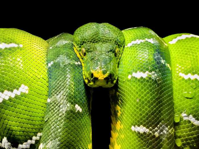 "Dangerously beautiful green viper" by Jovanne Amolat