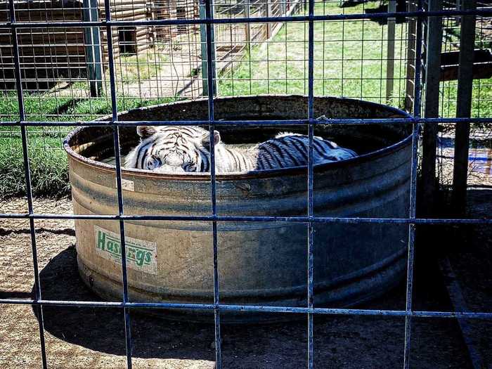 Speaking to Insider, Mayo said he hopes people look at the Greater Wynnewood Exotic Animal Park from a new perspective after seeing his photos.