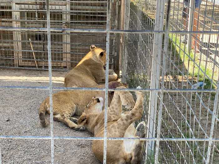 Though he said there were some zookeepers on-site, Mayo said he chose not to interact with anyone while there.