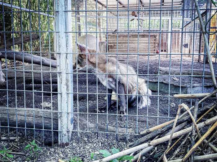 Mayo said that, to him, many of the animals on-site looked sad, tired, and uncared-for.