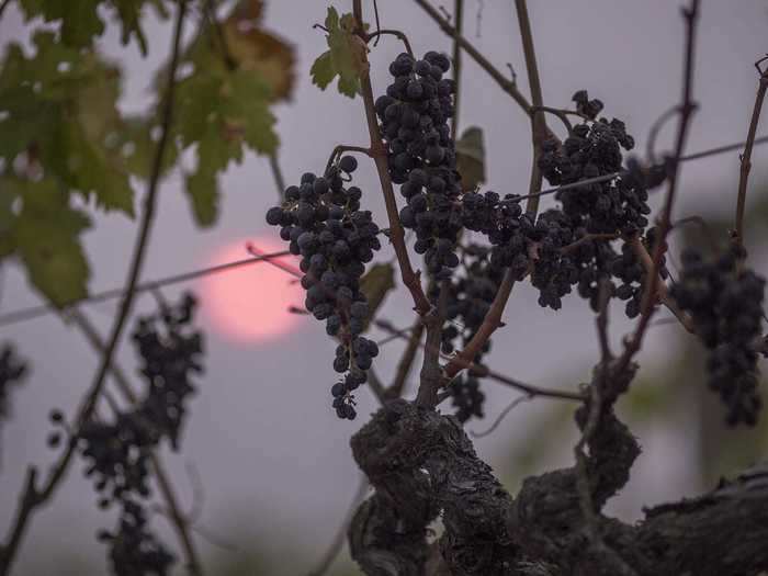 Less than two dozen wineries experienced significant damage, 99.8% of northern California vineyards came away unscathed, and most hotels remained intact. Tourists, however, stayed away.