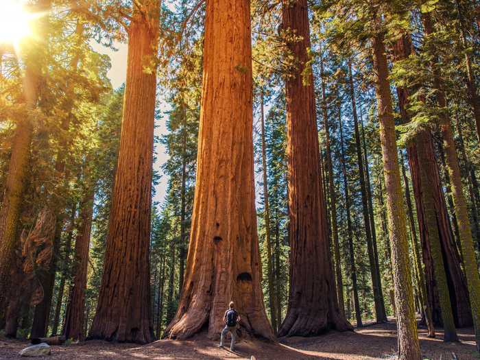 Redwood National Park, California, USA