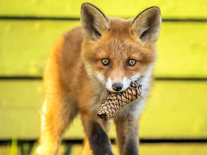 Saarinen advises aspiring animal photographers to spend time outside.