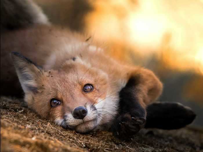 Saarinen makes safety his priority when he takes photos of animals.