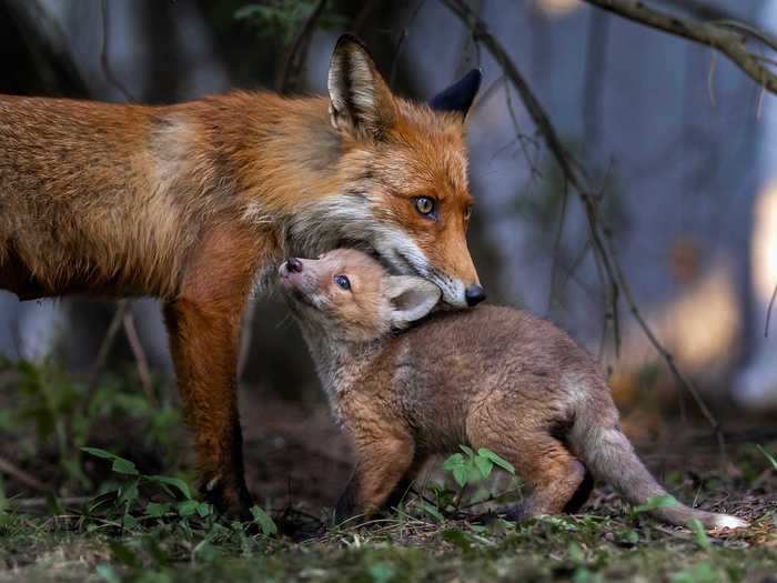 In fact, finding animals to take photos of is more time-consuming than actually taking pictures.