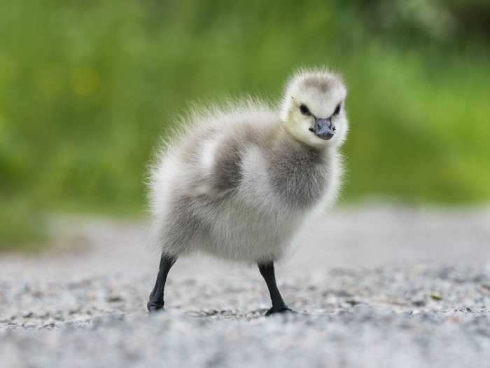 Saarinen has picked up tricks for photographing baby animals through his work.