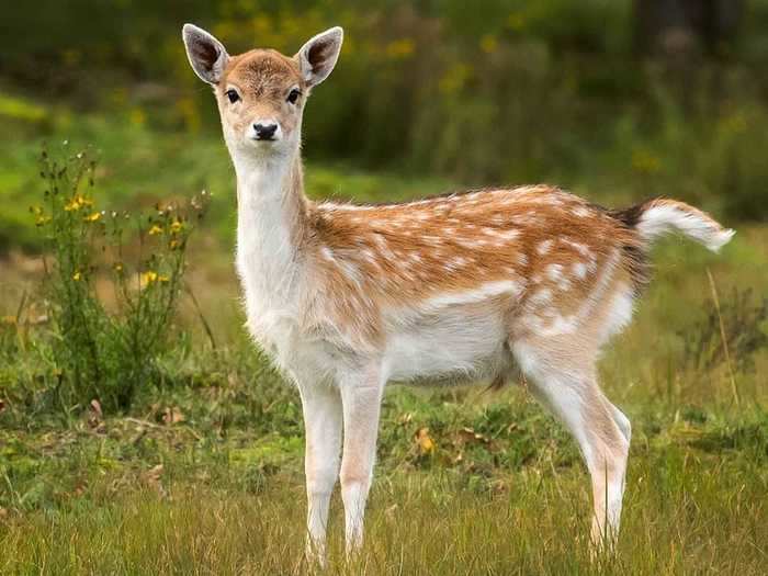 Ossi Saarinen is a nature photographer from Finland.