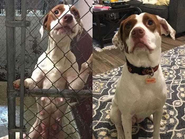 After surviving neglect, mange (a skin disease caused by parasitic mites), and heartworm, Waffle is now happy and healthy.