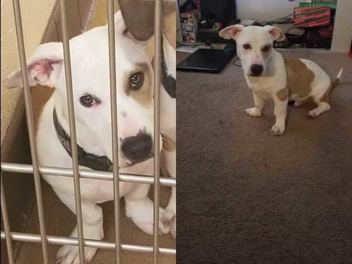 Chuck was adopted from the Apple Valley Municipal Animal Shelter in March 2018 — now his sad eyes are gone.