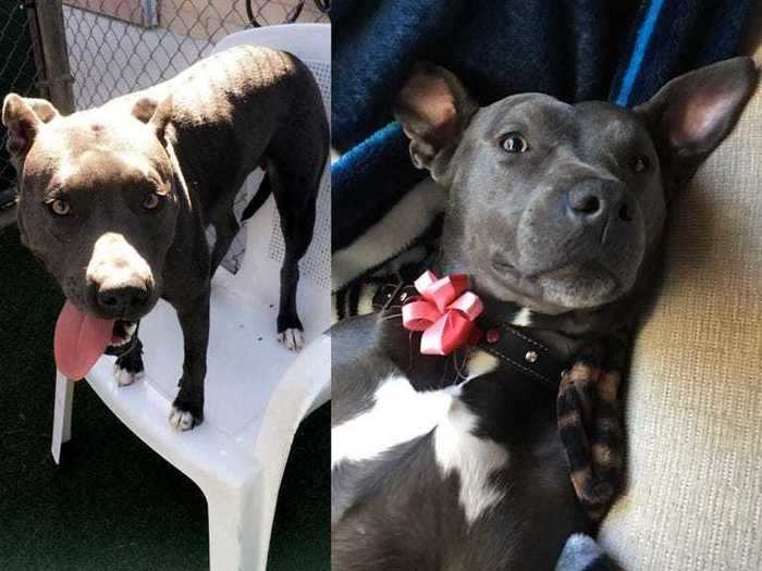 Mary Jane, an American pit bull terrier, was in the pound for two months before she was adopted.