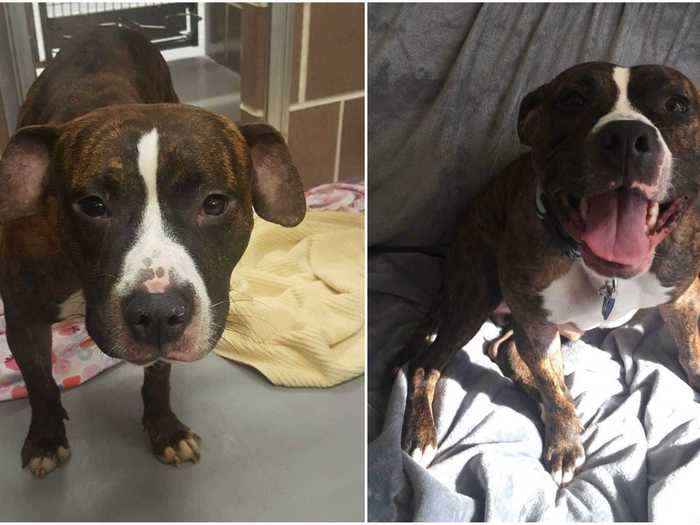 Bodie, a rescue dog from Chicago, is all smiles after getting adopted by his owner, Julie.