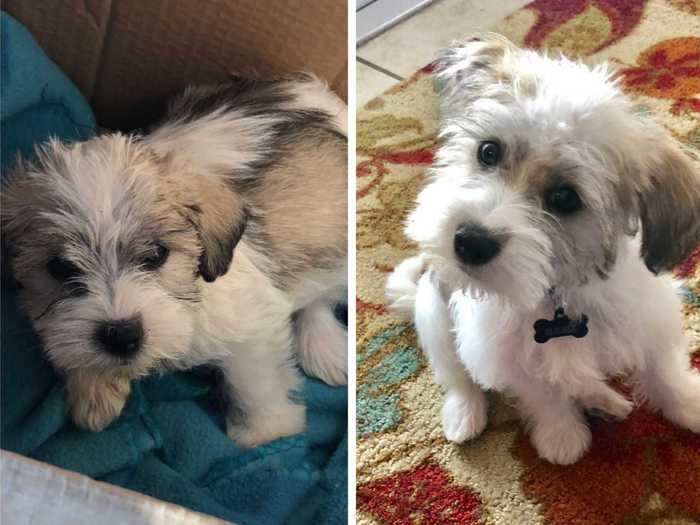 Hank, a schnauzer and shih tzu mix, is described by his owner as being "the happiest baby."