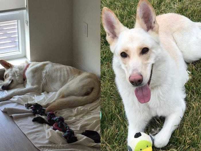 Yoshi went from being a fearful 43-pound pup to an energetic, 57-pound good boy.