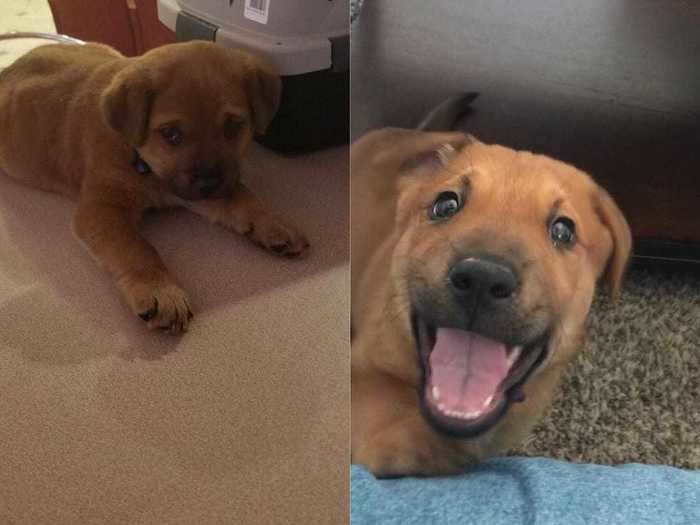 Penny went from being a 7-pound baby who was afraid to go outside to a loving, healthy dog.