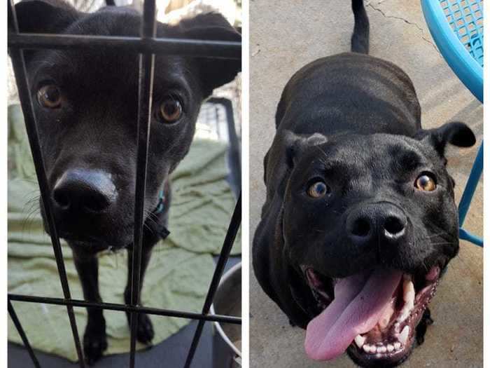 Baker, a happy black terrier mix, has gained 15 pounds and a gigantic smile since getting adopted.