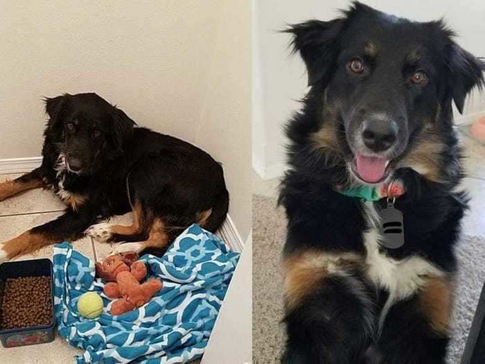 Millie was underweight and terrified when her owners first brought her home. But after some dedicated love, she gained 30 pounds.