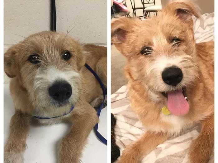 Look at the bright and happy puppy-smile that Jax, a doodle mix, is serving now that he lives in a healthy home.