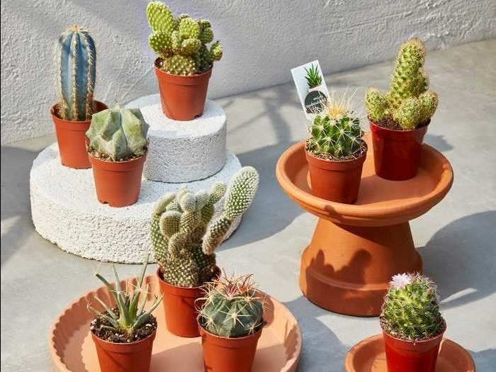 Add some greenery to your home with these mini cactus plants.