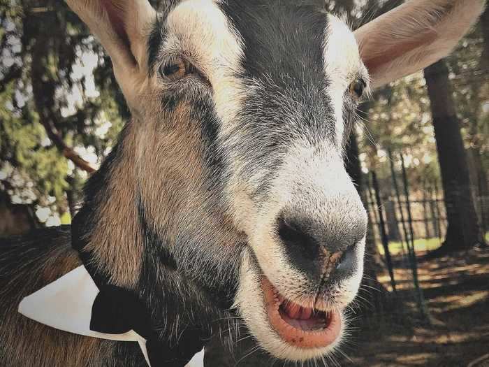 In August 2019, Pax the Goat was named the first pet mayor of Edgewater, a neighborhood in Chicago.