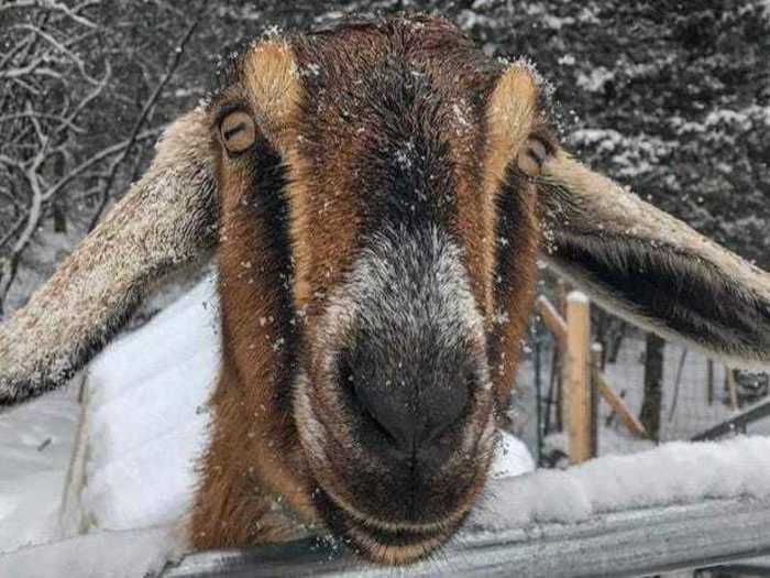 Lincoln, a Nubian goat, is the mayor of Fair Haven, Vermont. He