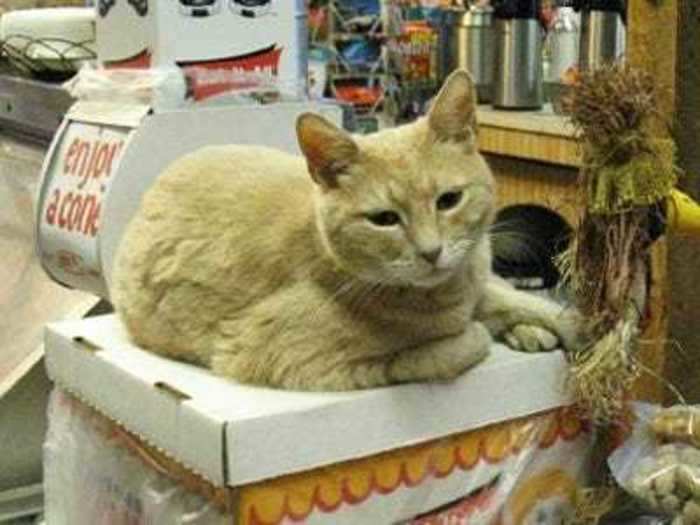 OTHER NOTABLE ANIMAL MAYORS: Stubbs, a cat, was mayor of Talkeetna, Alaska, for 20 years.