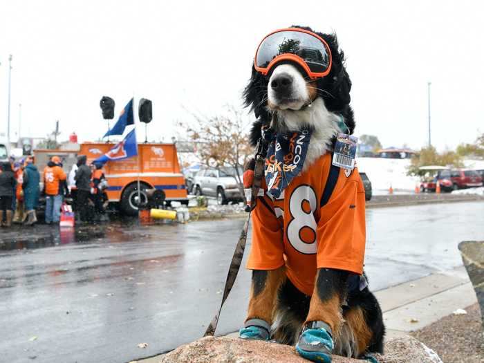 Parker the Snow Dog was sworn in as the honorary mayor of Georgetown, Colorado, on February 11, 2019.
