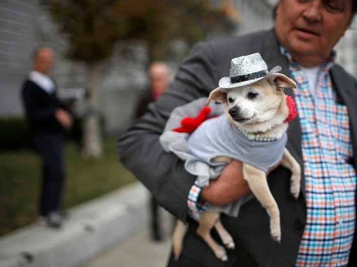 Frida, a female Chihuahua, was mayor of San Francisco for one day in 2014.