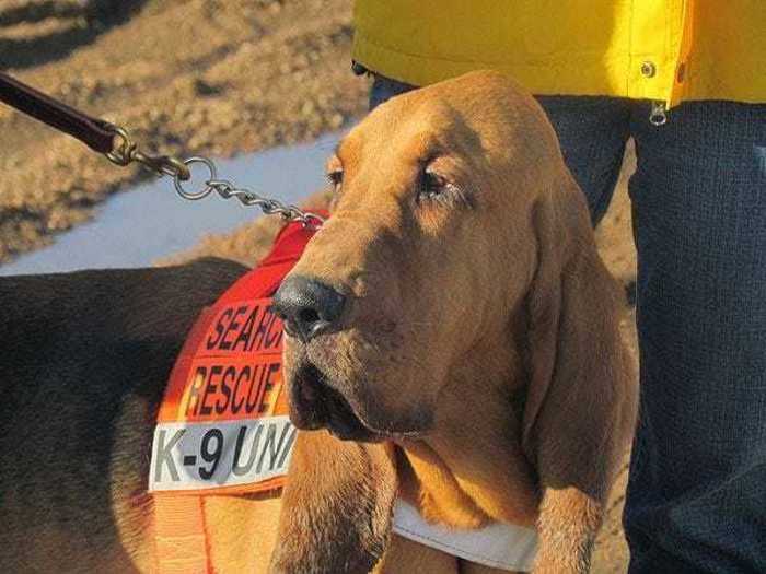 Pa Kettle, a bloodhound, was elected mayor of Divide, Colorado, in 2014.