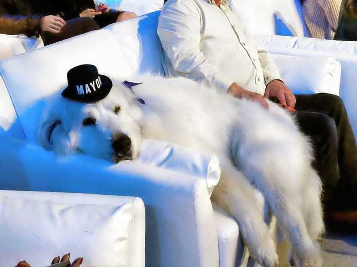 Duke, a Great Pyrenees, was first elected mayor of Cormorant Village, Minnesota, in 2014. He was reelected three times.