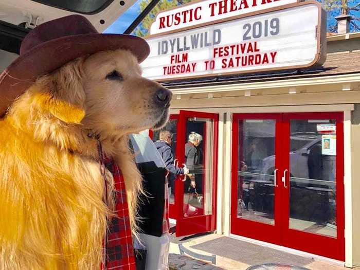 Max, a golden retriever, was elected mayor of Idyllwild, California, in 2013.