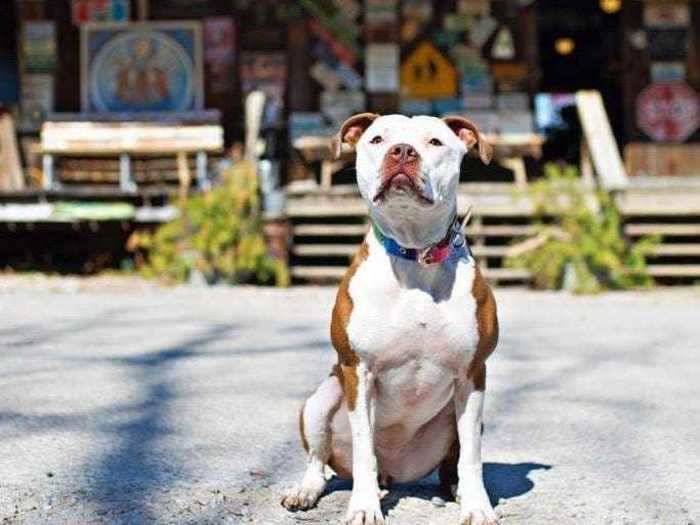 Brynneth Pawltro, a pit bull, succeeded Lucy Lou as mayor of Rabbit Hash, Kentucky, in 2016, beating out a cat and a donkey.
