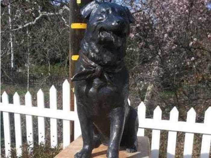 Bosco, a black Labrador-Rottweiler, was mayor of Sunol, California, from 1981 to 1994.