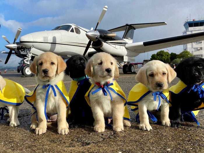 Pilots once volunteered to fly puppies across the US to help them start their training as service dogs.