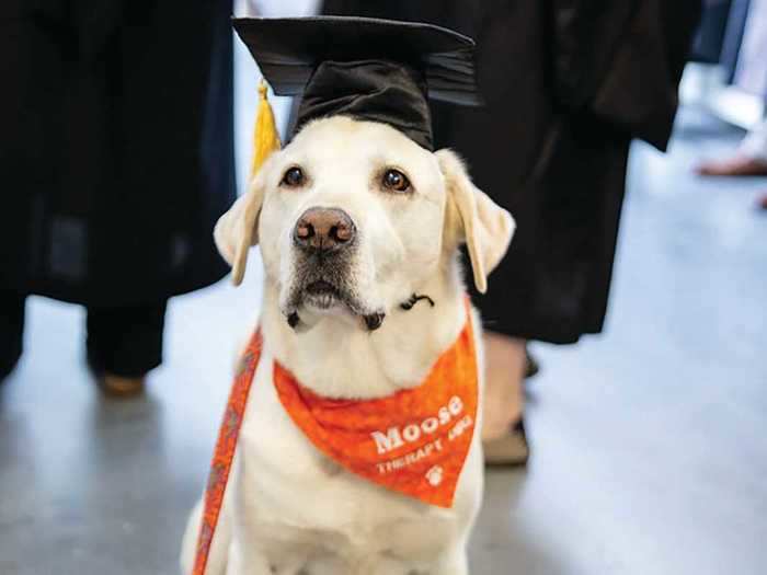 In May, a Labrador retriever named Moose received an honorary doctorate degree from Virginia Tech for his service as a therapy dog.