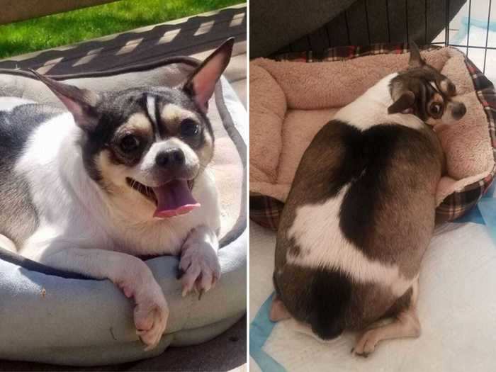 An 8-year-old disabled chihuahua named Stanley found a new home after he was abandoned next to a New Jersey highway.