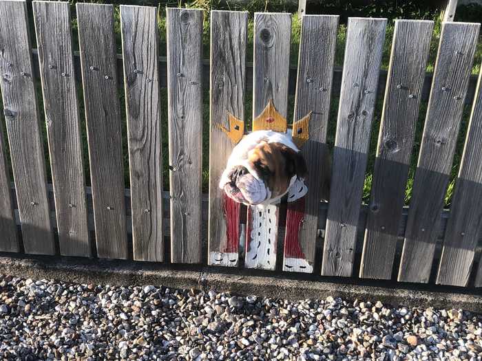 A bulldog named Bogart loves sticking his head through a hole in the fence, so his owner painted different costumes to make for adorable photos.