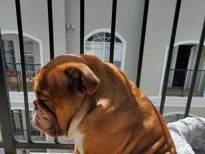 A photo of Big Poppa the bulldog looking sad went viral in April.