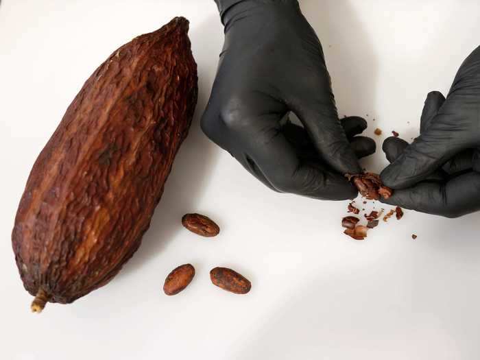 To make chocolate, fermented and dried cocoa beans are roasted, winnowed, and ground into a thick brown liquid that is mixed with milk and sugar.