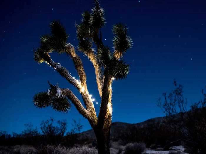 Mojave National Preserve in California offers an exceptional stargazing experience.
