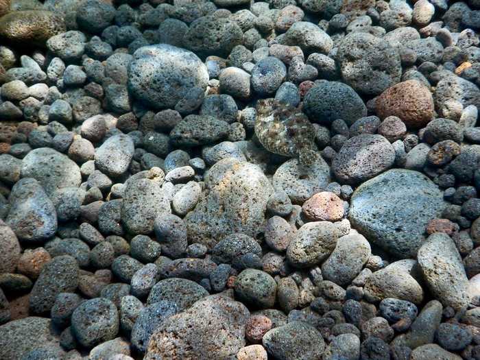 One of these rocks is actually a wide-eyed flounder. Can you tell which one?