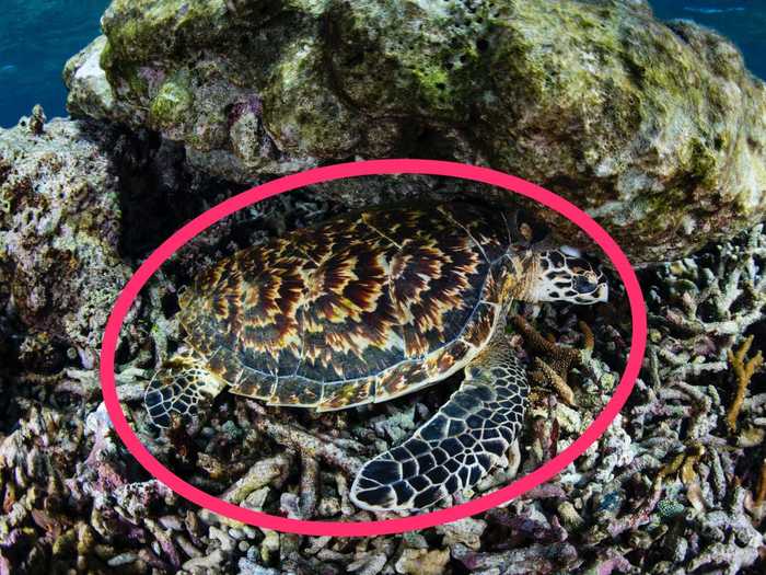 The hawksbill sea turtle is hiding in the coral.