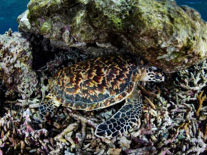 Where is the the hawksbill sea turtle in this photo?
