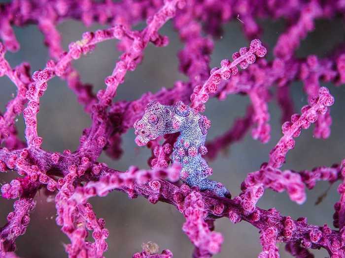 Can you find the pygmy seahorse among the purple coral?