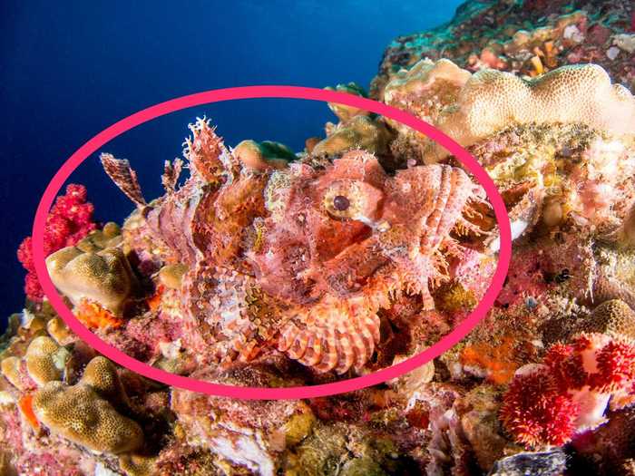 It blends in with the brightly colored coral, but it
